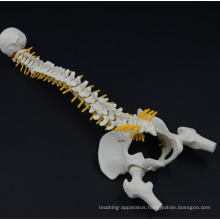 Custom printing personalized cheap spine attached to the pelvis half leg model